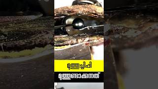 മുത്തുണ്ടാകുന്ന ചിപ്പി pearl making oyster