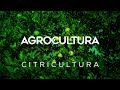 A praga que está causando danos nas produções de frutas cítricas | AgroCultura