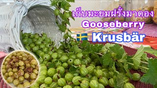 มะยมฝรั่ง Gooseberry , 🇸🇪 Krusbär ใช้ทำองุ่นดองอร่อยมาก พร้อมสูตรดองใช้ได้ทั้งผักและผลไม้ในคลิป 😊😊