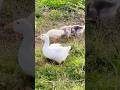 Dog find duck #puppy #doglover #cute #animals #funny #doglove #dog #barking #love #shortvideo #top