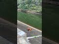 hilarious moment cattle narrowly slips into river while eating grass on slope in china