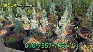 위치타블루  실사 동영상 Juniperus scopulorum 'Wichita Blue'