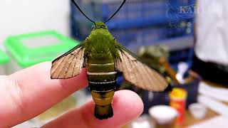 翅の欠けたオオスカシバ 　Pellucid hawk moth