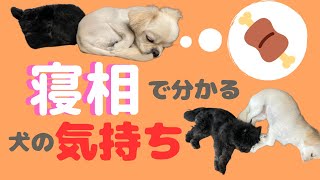 【犬の気持ち】寝相\u0026寝る位置で分かる‼️