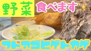 フトアゴヒゲトカゲペーター君　野菜食べます。Bearded dragon eating vegetables.