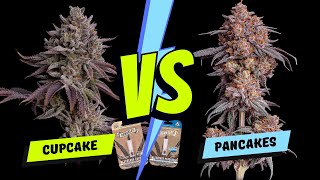 Part 1: Blueberry Cupcake vs Blueberry Pancakes from The Humboldt Seed Company - Seed to Harvest