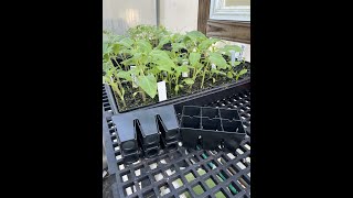 Epic 6 Cell Seed Starting Tray - Final review \u0026 thoughts!