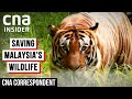 Saving Malaysia's Endangered Animals From Extinction | CNA Correspondent