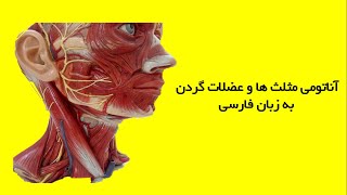 آناتومی سر و گردن - عضلات گردن و مثلث های گردنی به زبان فارسی