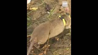 كمبوديا تحارب الألغام بفئران مجنّدة