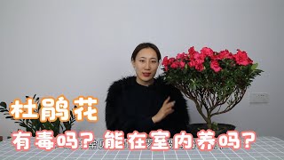 杜鹃花有毒吗？可以在室内养吗？【养花爱好者】