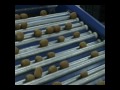 Γραμμή Διαλογής Συσκευασίας Ακτινιδίων kiwi sorting and packing line_novatec