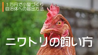 ニワトリの飼い方～１万円で小屋づくり、自治体への届け出の方法