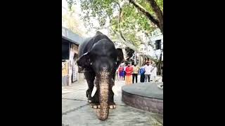 Karimannoor Shekaran #kerala #elephant 🔊