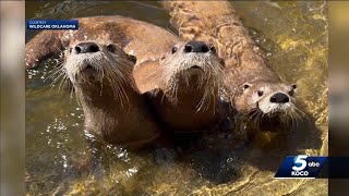 Oklahoma organization helps river otters after months of rehabilitation