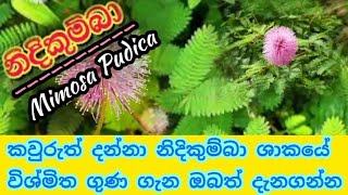 කවුරුත් දන්නා නිදිකුම්බා ශාකයේ විශ්මිත ගුණ ගැන ඔබත් දැනගන්න/ Mimosa Pudica🌿