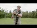 robert irwin and big phil the burmese python