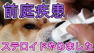 ［柴犬前庭疾患］｛ステロイドの副作用｝＃介護犬　＃前庭疾患　＃二色丼