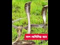 মাদপুর মনসা মায়ের মন্দির পুরানো ইতিহাস madpur mansha mondir video madpur mondir