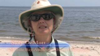 Audubon Volunteer Coastal Bird Survey