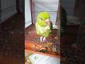 #parrot #amazingfacts #birds #cutebird #youtube #viralvideo