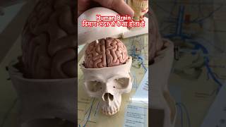 Human Brain । इंसान का दिमाग अंदर से कैसा होता है #shorts #viral