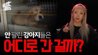 [드랍더이슈] 팔리지 못한 🐶강아지들은 어디로 갈까? / YTN