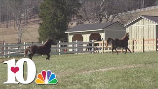 Horse Haven of Tennessee finds new, forever home