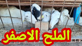 الملح الاصفر او الذهبي مفيد للغنم التي لم تلد