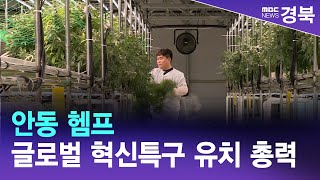 안동 헴프 '글로벌 혁신특구' 유치 총력 / 안동MBC