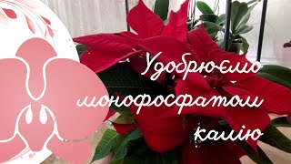 Удобрюємо орхідеї, що збираються квітнути, монофосфатом калію