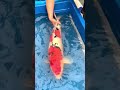 koi fish how to keeps and feeds koi fish ep 460