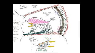 Genetic Causes of Hearing Loss Explained! (Nonsyndromic + Syndromic)