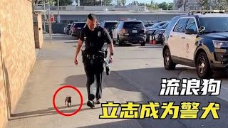 8个与众不同的动物，流浪狗立志成为警犬，跟着警察叔叔寸步不离