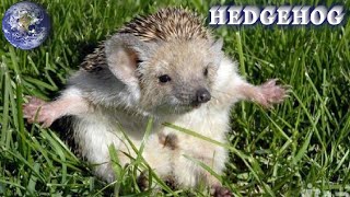 TOP Beautiful Hedgehog in the World!