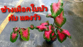 ช้างเผือกใบบัว กับ แดงวัว