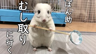 【チンチラ】ぽん助、むし取りにいく⁉　chinchilla