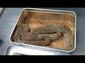 Unboxing a Beautiful Retic From Reach  Out Reptiles!!!