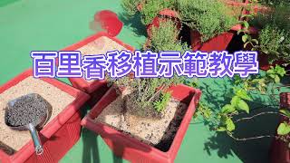 百里香移植示範教學【2021/08/14】