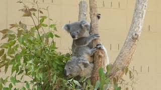 コアラのマイちゃんママとシャイニーちゃん koala / 王子動物園 ojizoo