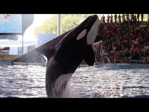 Orca Encounter (Full Show) - SeaWorld San Antonio - August 5, 2022 ...