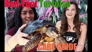 LRQs Quick Care Guide: Red-Foot Tortoises!