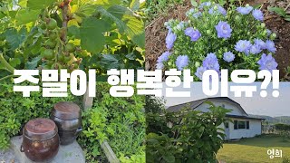 SUB) 주말이 행복한 이유?! | 시골집 | 주말농장 | 힐링 | vlog | Korean countryside life |