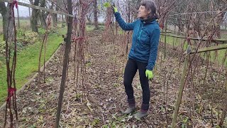 Potravinová soběstačnost - Mulčování, štěpka v kompostu, zazimování maliniště, zpracování topinambur