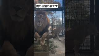 チャコ＆ライラ夫婦🦁