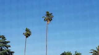 Sunny & Hot First 100 Degrees Sacramento, NW To WNW Winds Occasionally Breezy 5:33pm May 18, 2022