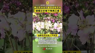 佛山花农全力备货迎接花市，蝴蝶兰价格下降两三成。（来源：佛山市新闻传媒中心记者 张昊男、文桥；编辑：梁铭鼎；责编：郭少媚）#有功夫来佛山  #请到佛山过大年  #2025文华迎春花市嘉年华