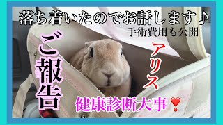 【高齢うさぎの手術】10/23ご報告　アリス（ミニレッキス・8歳10ヶ月）※15日間の記録