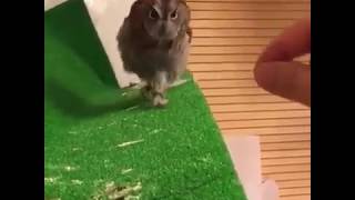 FUNNY - CUTE OWL