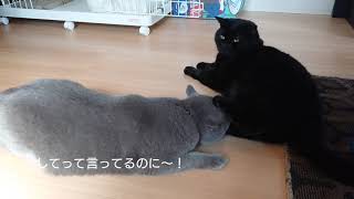 遊ぼう🍀からの…展開【ブリティッシュショートヘア】【黒猫】